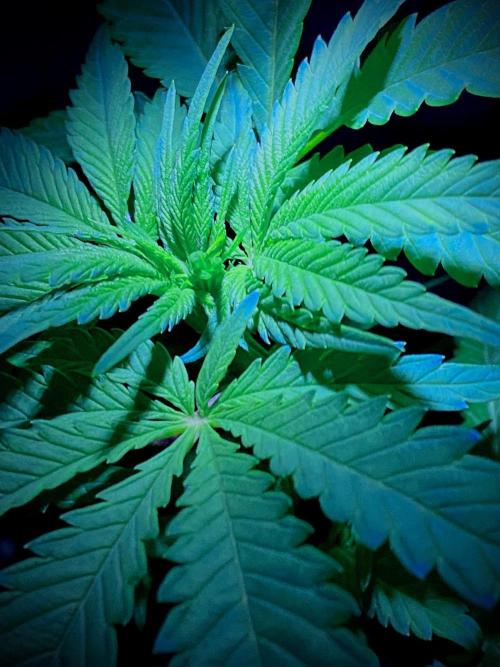 C R I T I C A L. Week 7 - Day 48