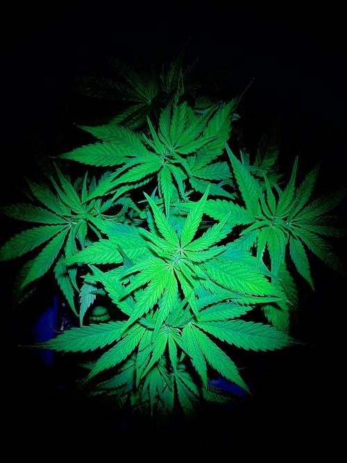 C R I T I C A L. Week 7 - Day 48