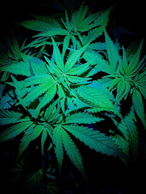 C R I T I C A L. Week 7 - Day 48