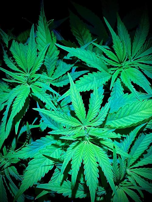 C R I T I C A L. Week 7 - Day 48