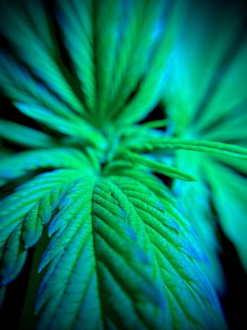 C R I T I C A L. Week 7 - Day 48