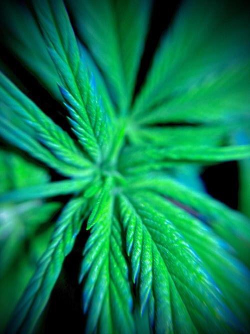 C R I T I C A L. Week 7 - Day 48