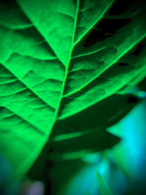 C R I T I C A L. Week 7 - Day 48