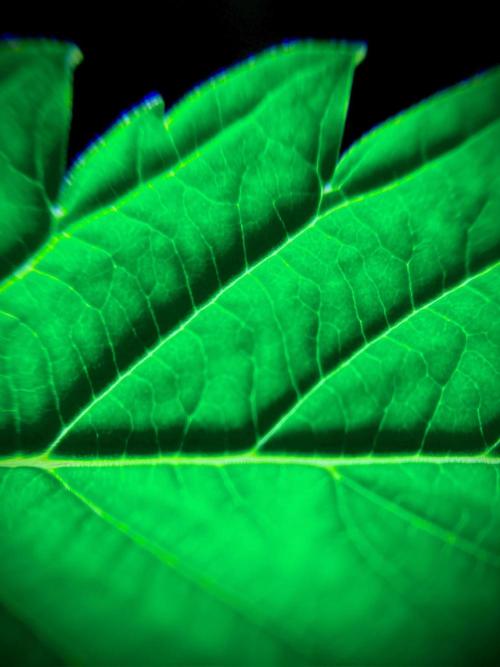 C R I T I C A L. Week 7 - Day 48