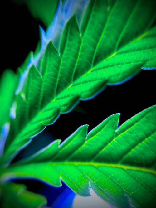 C R I T I C A L. Week 7 - Day 48