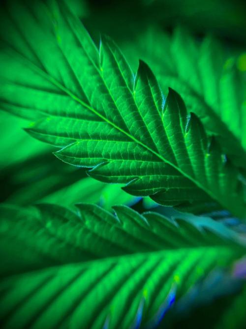 C R I T I C A L. Week 7 - Day 48