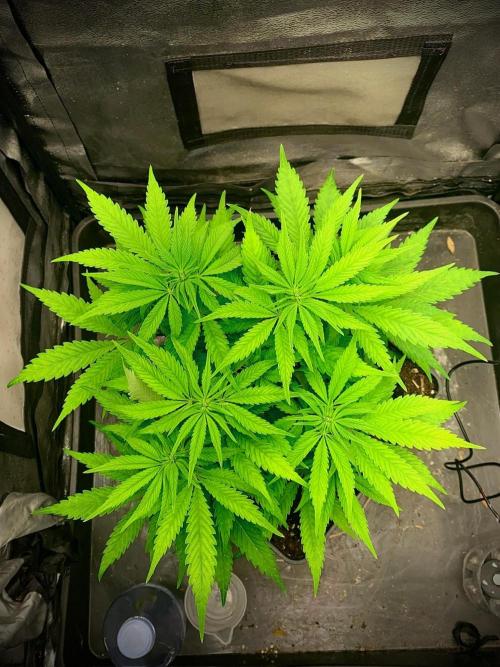 C R I T I C A L. Week 8 - Day 55