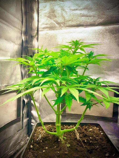 C R I T I C A L. Week 8 - Day 55