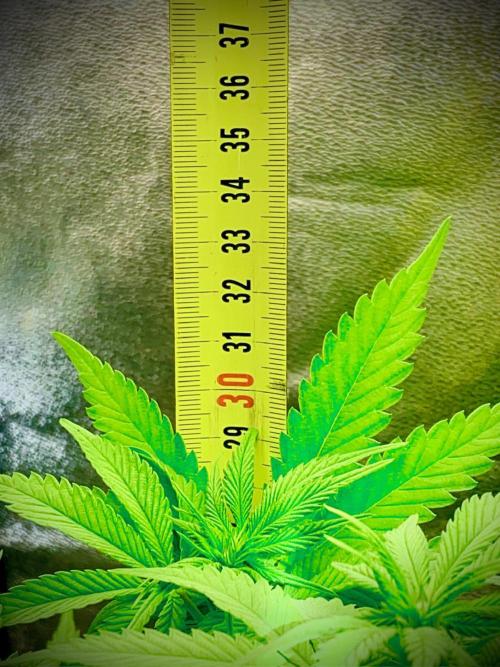 C R I T I C A L. Week 8 - Day 55