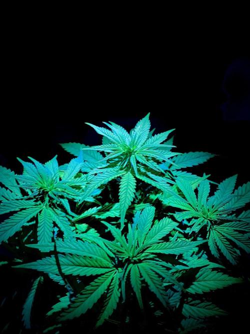 C R I T I C A L. Week 8 - Day 55