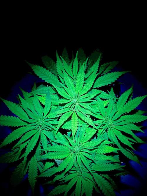 C R I T I C A L. Week 8 - Day 55