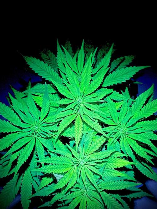 C R I T I C A L. Week 8 - Day 55