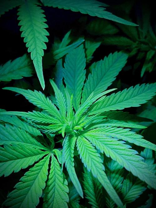 C R I T I C A L. Week 8 - Day 55