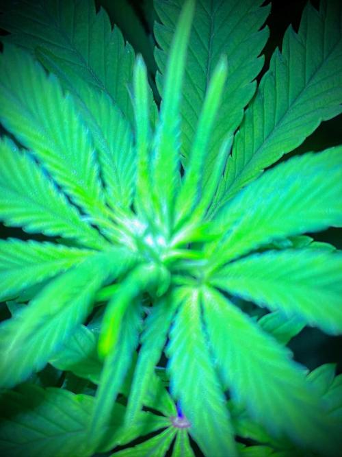 C R I T I C A L. Week 8 - Day 55