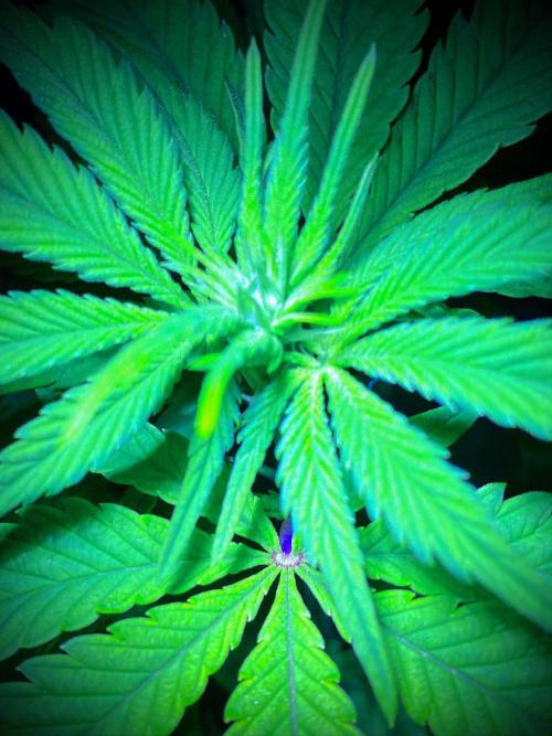 C R I T I C A L. Week 8 - Day 55