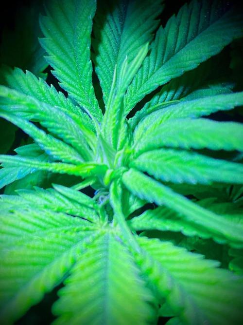 C R I T I C A L. Week 8 - Day 55