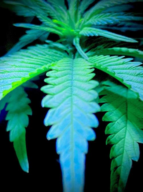 C R I T I C A L. Week 8 - Day 55