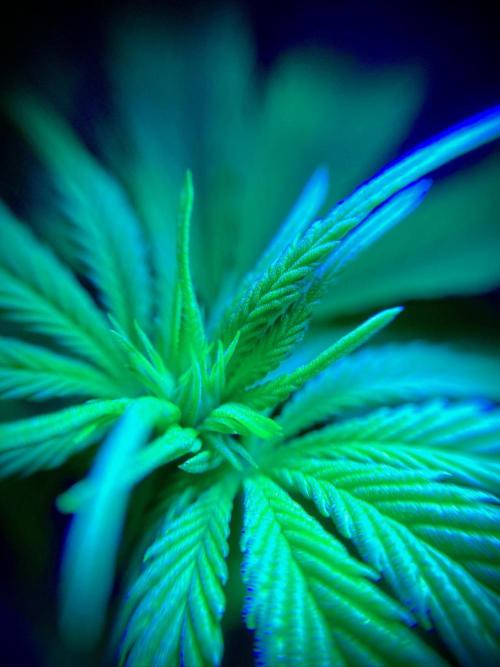 C R I T I C A L. Week 8 - Day 55