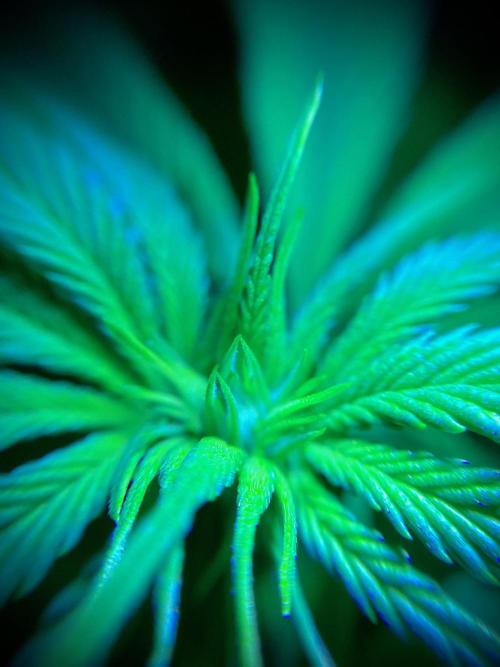 C R I T I C A L. Week 8 - Day 55