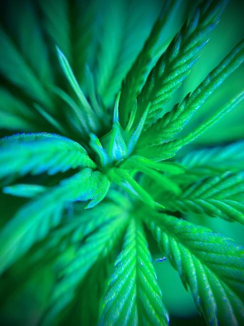 C R I T I C A L. Week 8 - Day 55