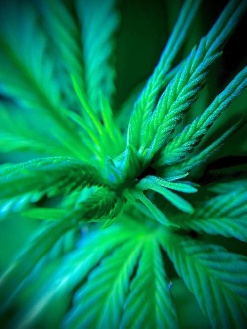 C R I T I C A L. Week 8 - Day 55