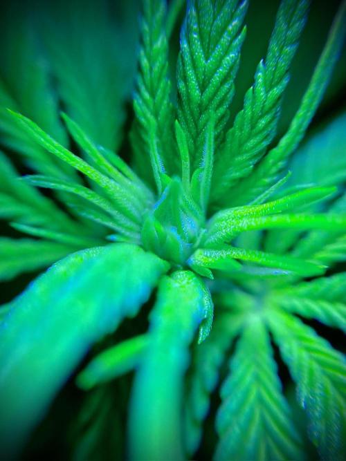 C R I T I C A L. Week 8 - Day 55