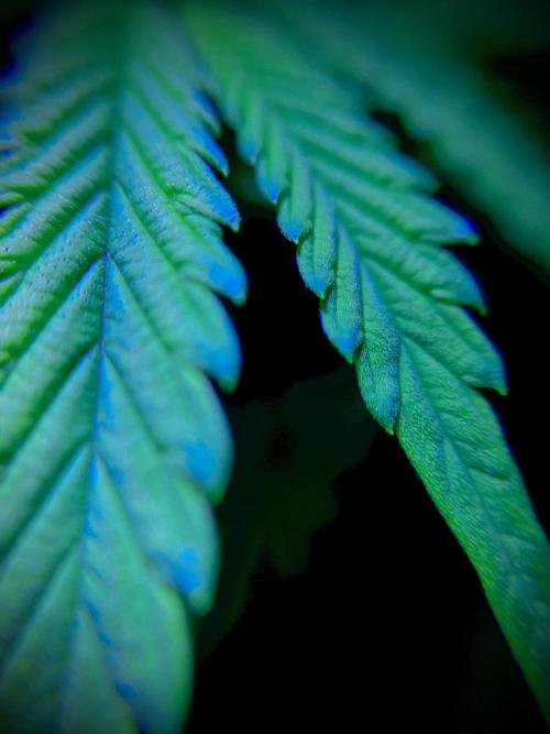 C R I T I C A L. Week 8 - Day 55