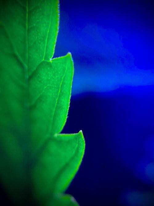 C R I T I C A L. Week 8 - Day 55