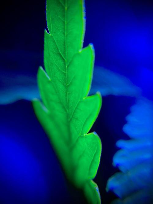 C R I T I C A L. Week 8 - Day 55