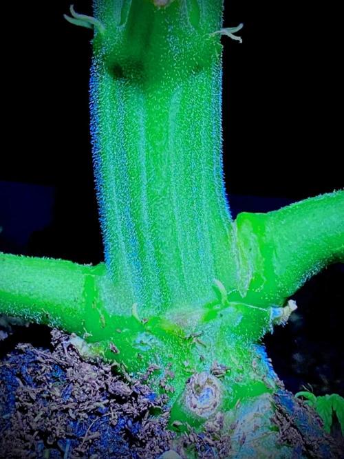 C R I T I C A L. Week 8 - Day 55