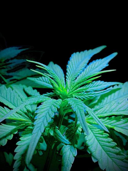 C R I T I C A L. Week 8 - Day 55