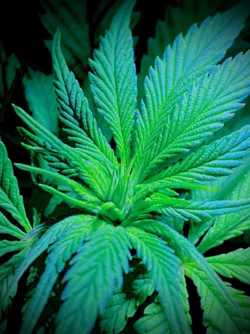 C R I T I C A L. Week 8 - Day 55