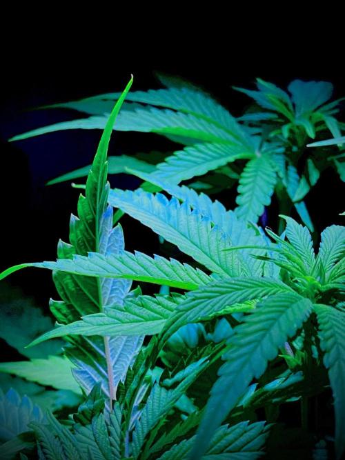 C R I T I C A L. Week 8 - Day 55