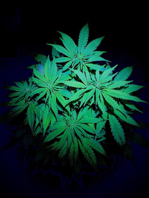 C R I T I C A L. Week 8 - Day 55