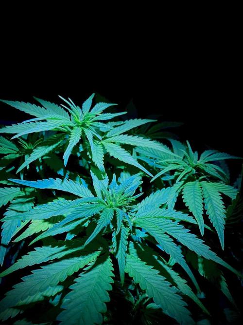 C R I T I C A L. Week 8 - Day 55