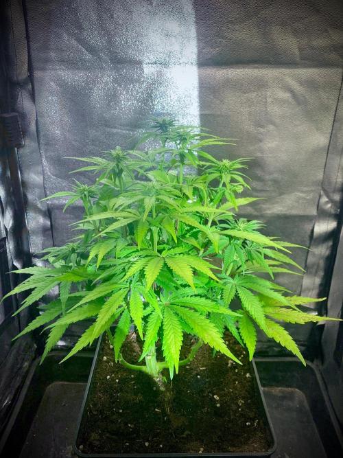 C R I T I C A L. Week 9 - Day 62