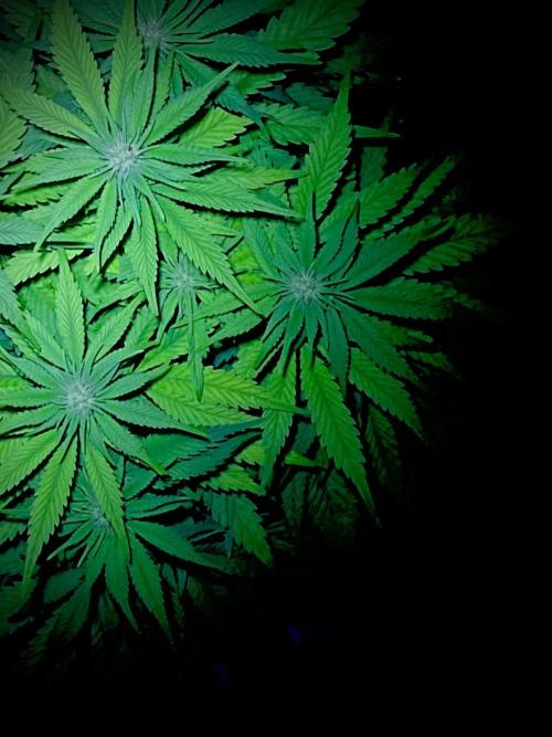 C R I T I C A L. Week 9 - Day 62