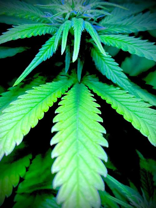 C R I T I C A L. Week 9 - Day 62