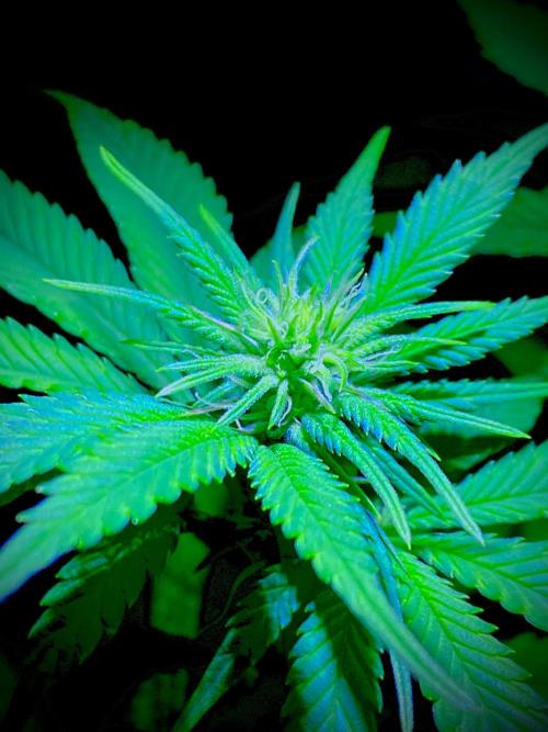 C R I T I C A L. Week 9 - Day 62