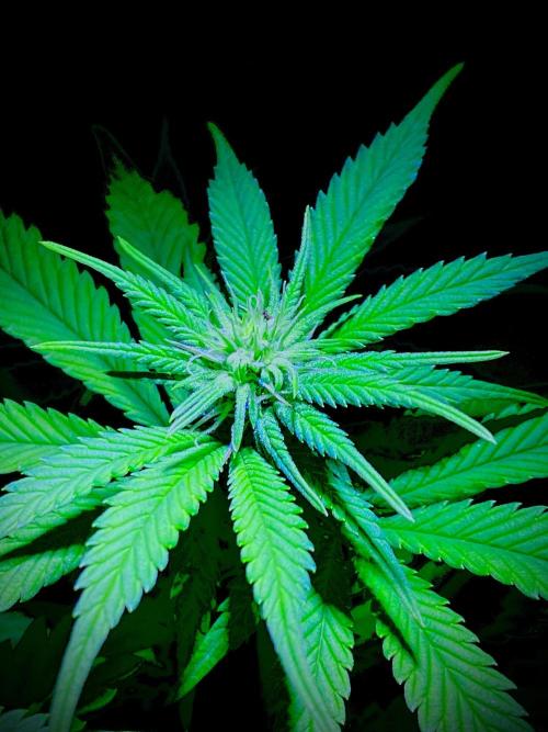 C R I T I C A L. Week 9 - Day 62