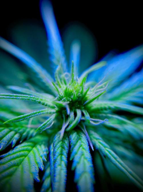 C R I T I C A L. Week 9 - Day 62