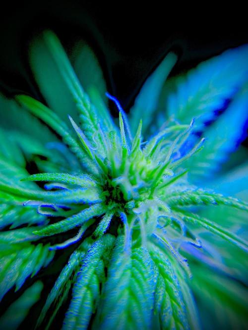 C R I T I C A L. Week 9 - Day 62