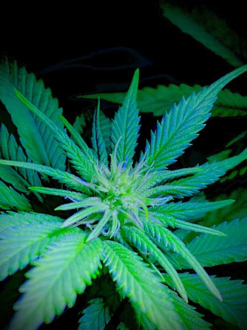 C R I T I C A L. Week 9 - Day 62