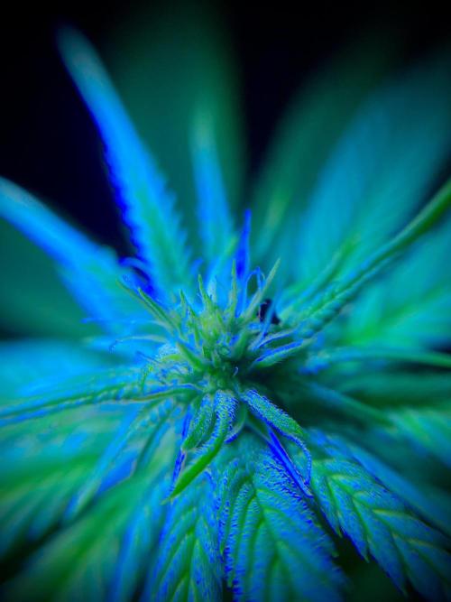 C R I T I C A L. Week 9 - Day 62