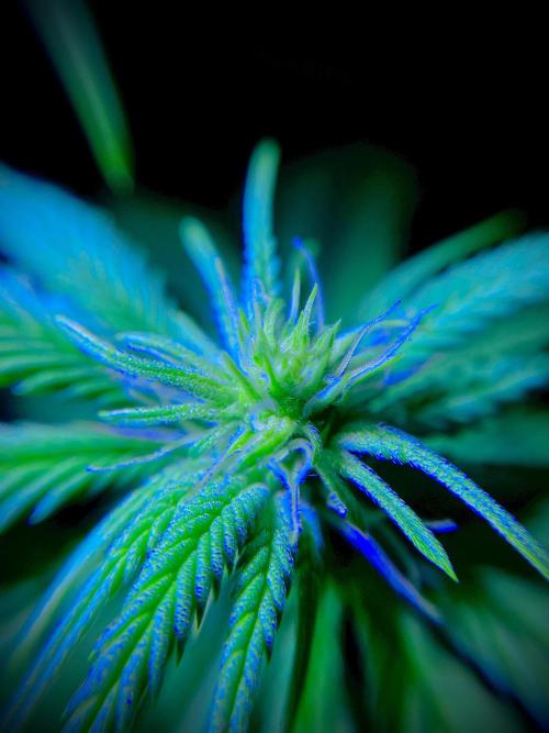 C R I T I C A L. Week 9 - Day 62