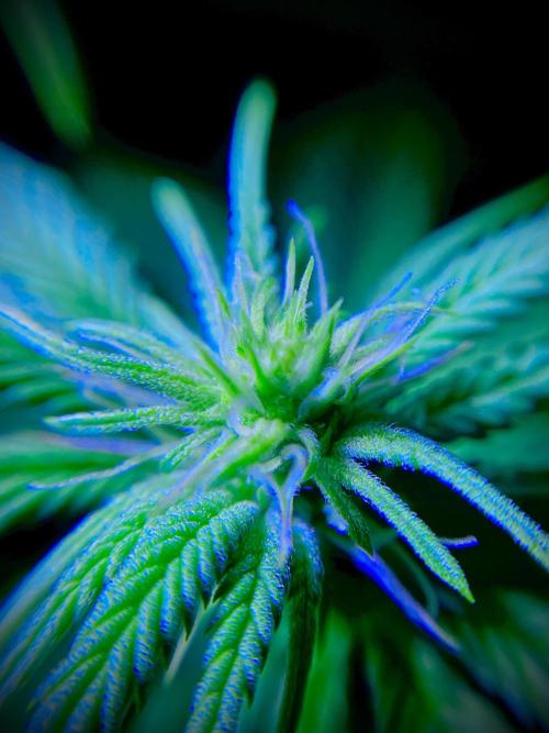 C R I T I C A L. Week 9 - Day 62