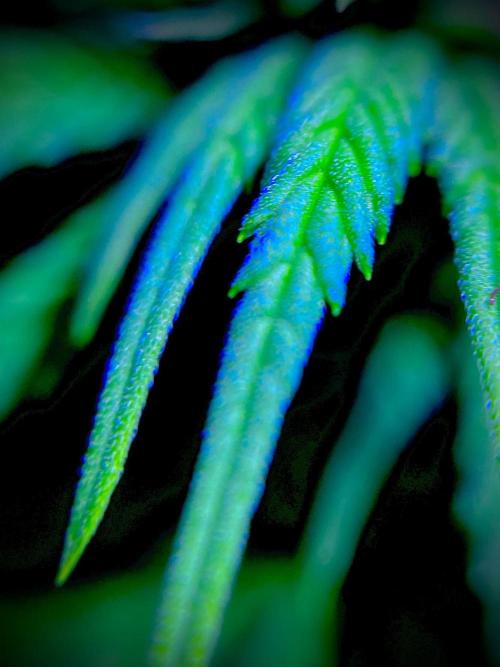 C R I T I C A L. Week 9 - Day 62