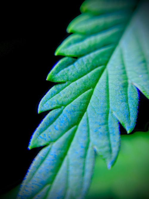 C R I T I C A L. Week 9 - Day 62