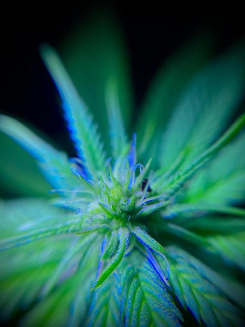 C R I T I C A L. Week 9 - Day 62