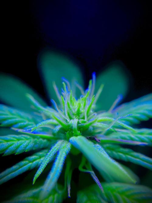 C R I T I C A L. Week 9 - Day 62